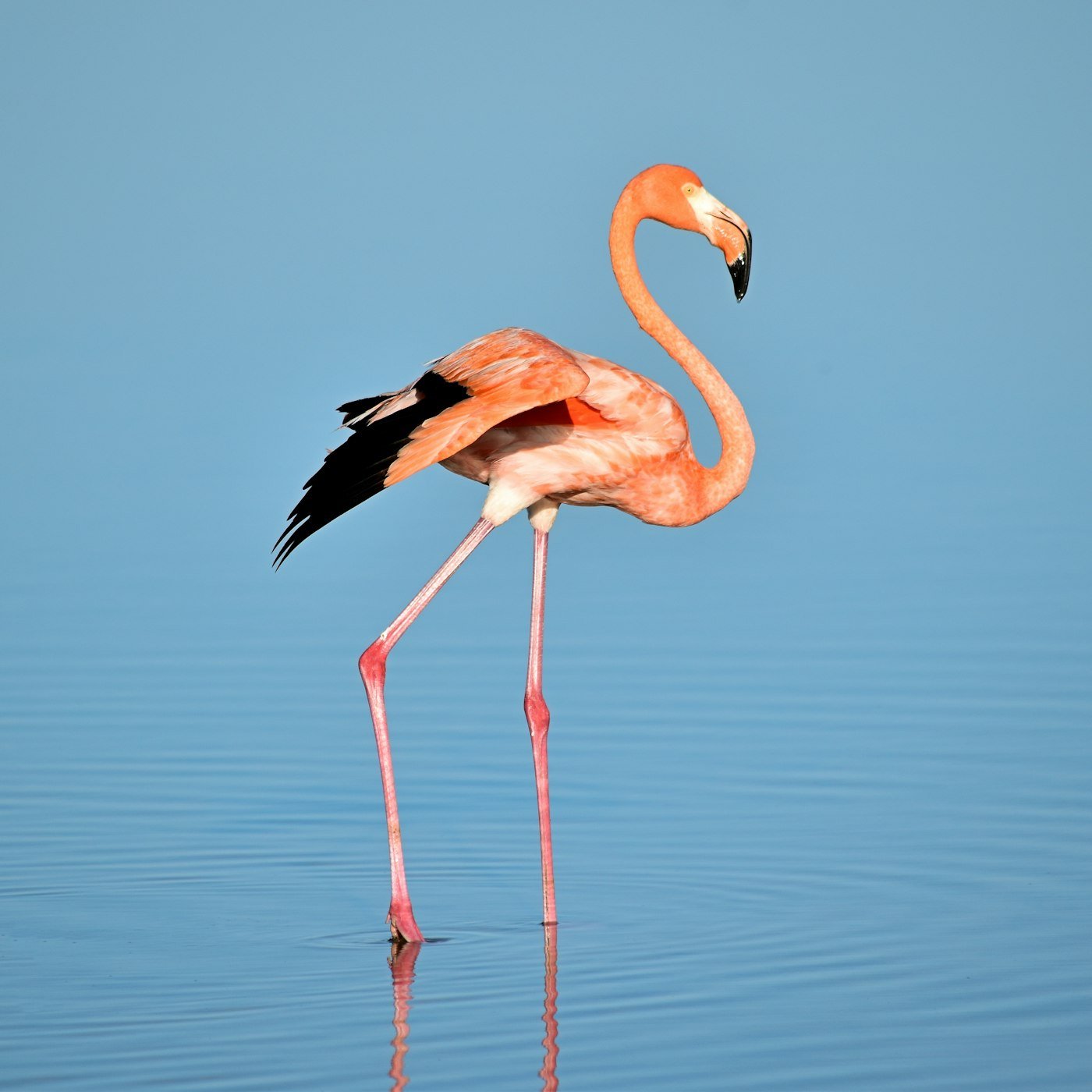 A full pink flamingo standing in still water
